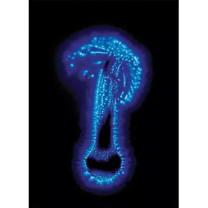 Strange Attractor Journal 2