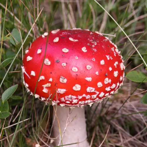 Magic (Strange Instrumental)