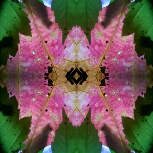 Potpourri - Insouciant