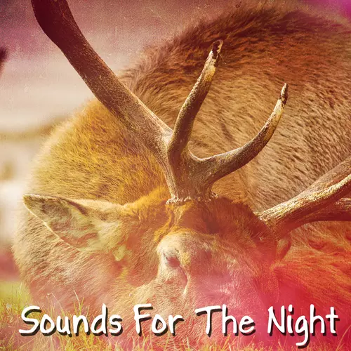 Rain Sounds & Nature Sounds|Sounds Of Nature : Thunderstorm, Rain|Lightning, Thunder and Rain Storm - Sounds For The Night