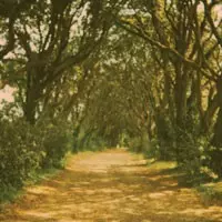 Lying / A Wooden Box