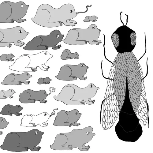 Pet Crow - A Simple Guide to Small and Medium Pond Life