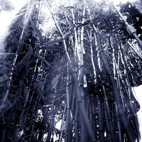 Wolf Solent - Spiral Tile