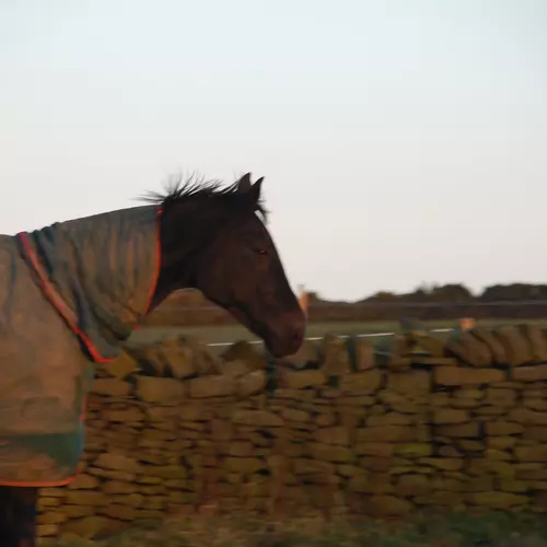 Glenson Heart McBrute - Like a Pony