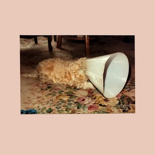 Babe Pig In The City