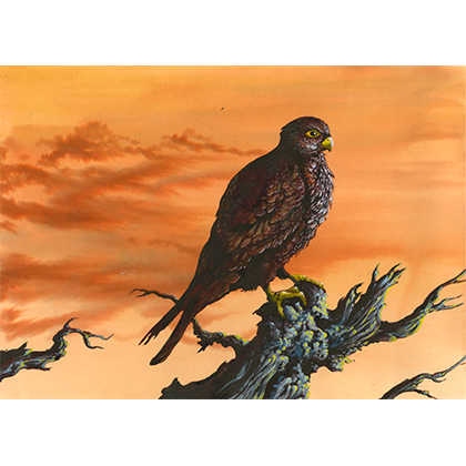Vision Of The Hawk: Small Hawk Art Edition