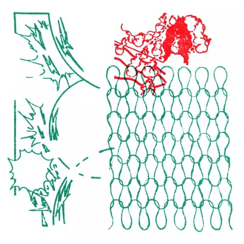 Leverton Fox - Megascopz (Coots (for Acker))