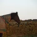 Like a Pony
